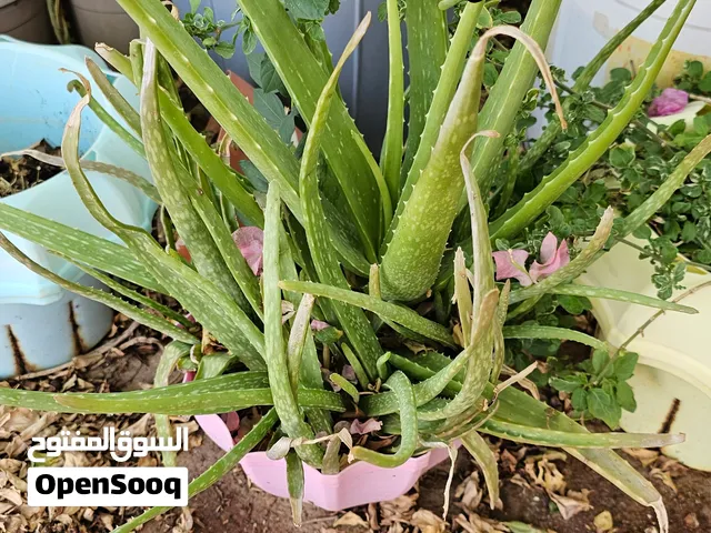 plants for sell