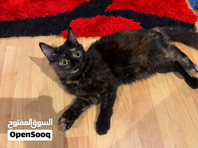 Cat for adoption