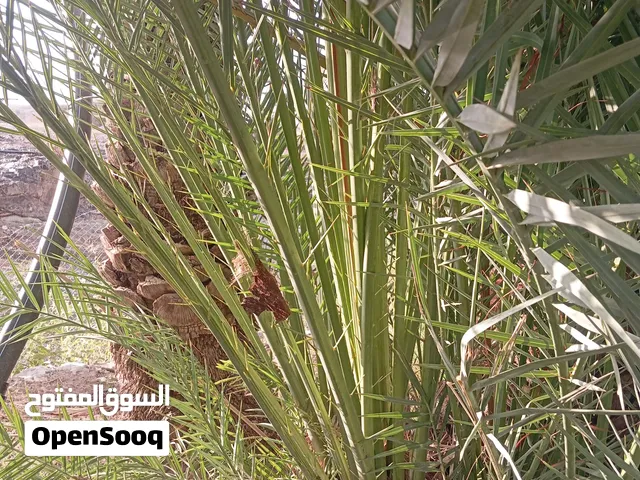 فسل فروض وخلاص 1