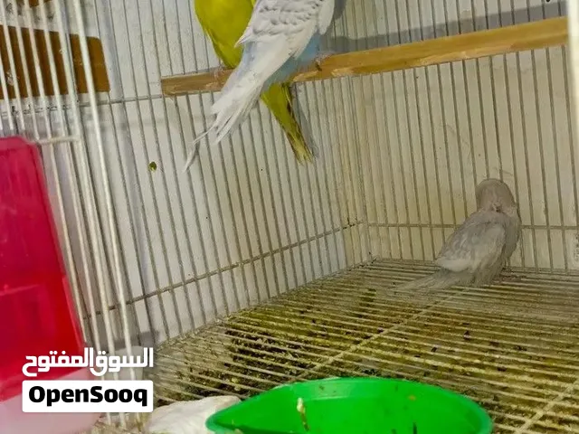 طيور الحب انكليزيات