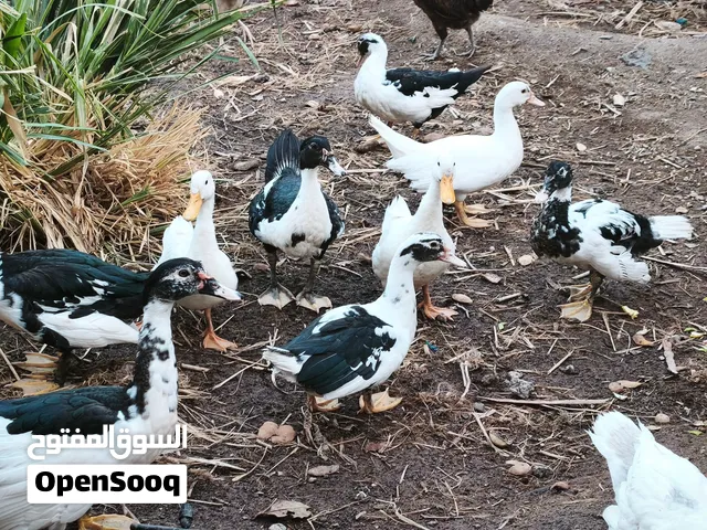 بط مصري الحجم الكبير