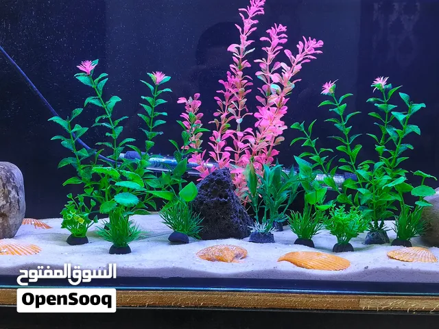 حوض سمك الزينة قياسو 90/40/30 كامل مكمل رمل شجر اسطناعي بور هد دفاي 300 وط اناره طاوله حديد الحوض سم
