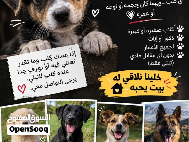 مطلوب كلب تبني