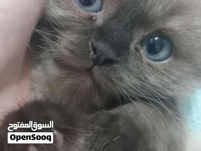 baby cute Al Ain