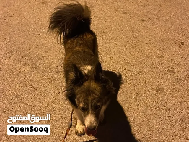 Border Collie (Smartest Dog) بوردر كولي اذكى كلب