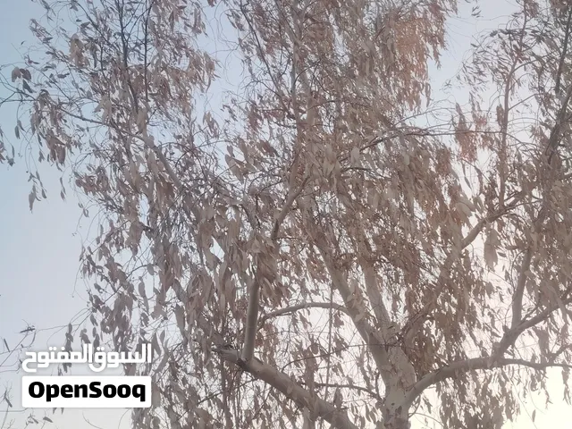 مطلوب صخول نظاف وخشنه من ابو الخصيب