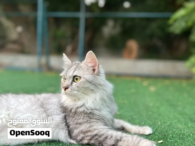 قطط جميله للبيع
