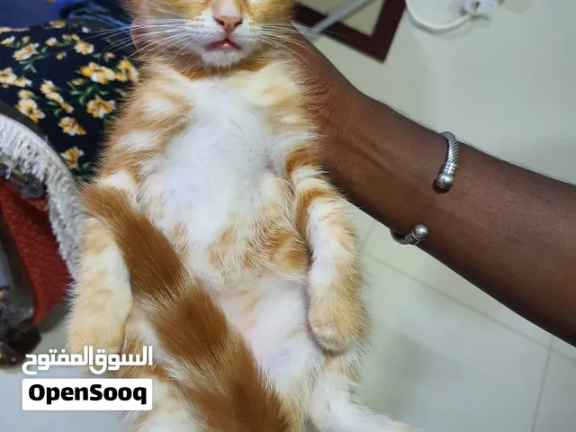 Persian mixed kitten for adoption