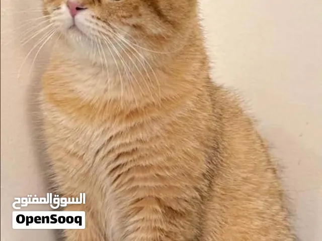 للبيع سكوتش قولد منتج