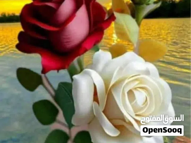 أحتاج لي وظيفة سايق ومع ليس. ساري