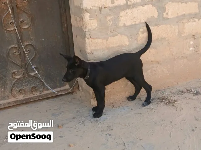 انتايه كستم بلاك رويال شورت هير اوامر اساسيه فل و معاهم التحيه و مطعمه شراسه ربي يبارك عمرها4شهور
