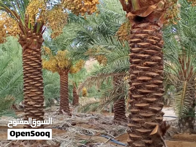 نخيل مثمر للبيع بجميع أنواعه ومقساته