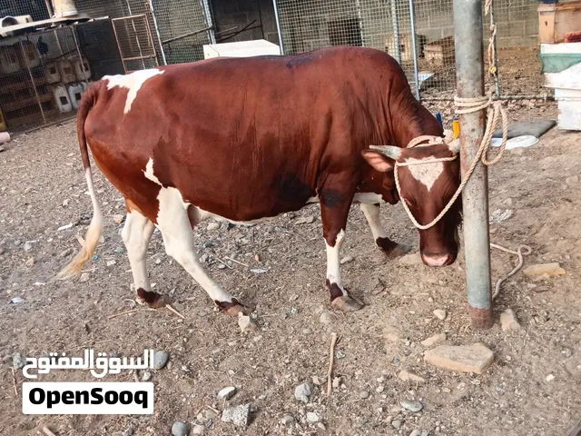 بقره ظفاريه عاقر سعر نهائي اذا ما عجبك لا تتواصل