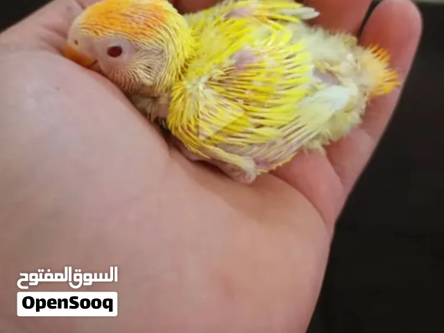 6 فروخ روز ترويض