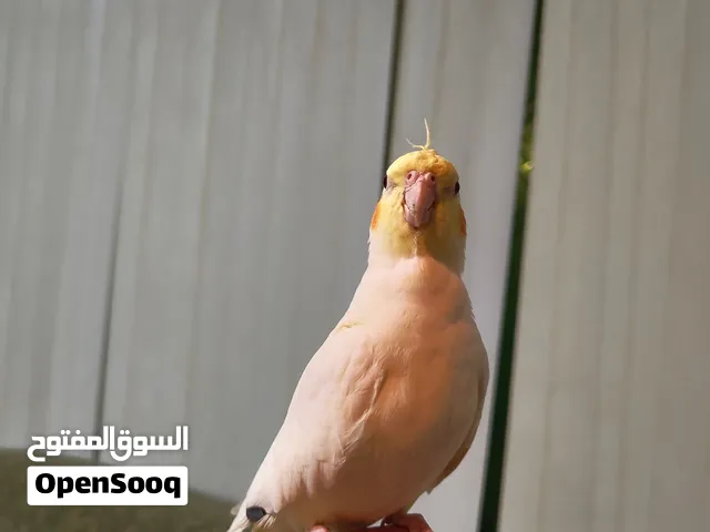 حبتين كوكتيل اليفات متكلمات شوف الوصف ..............................................................