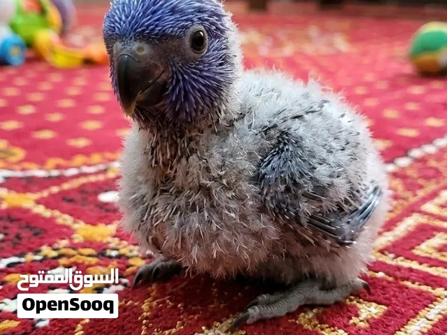لوري رينيو