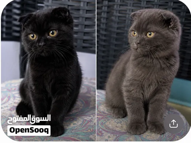 SCOTTISH FOLD BLACK AND CINAMMON PURE BREED