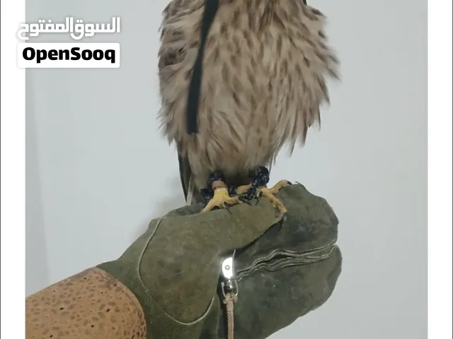حميميج  30