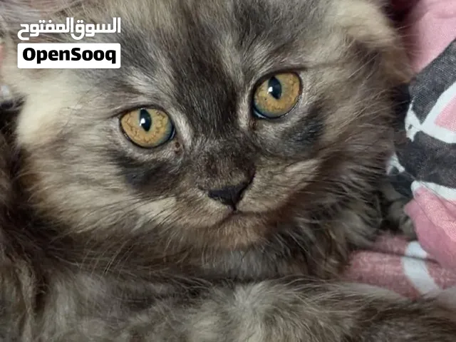 قطط شيرازي للبيع