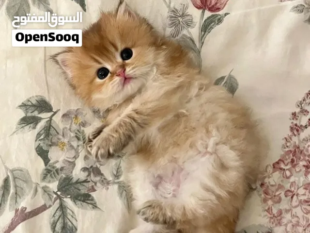 لمحبي التميز- سكوتش للحجز