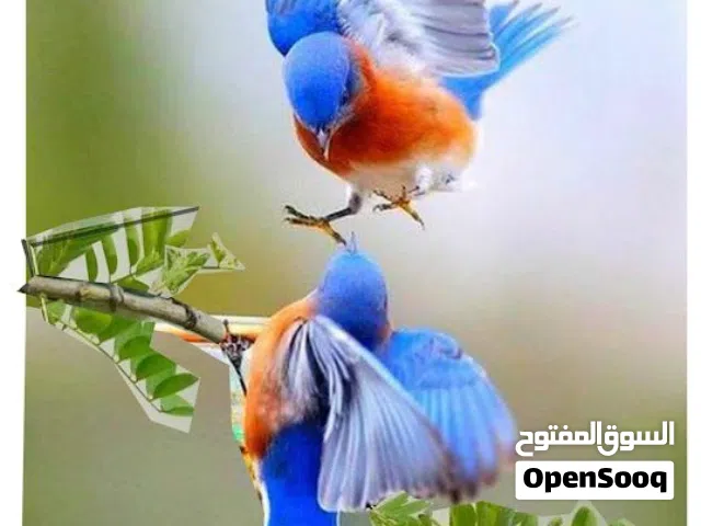 مطلوب طيور للتبني