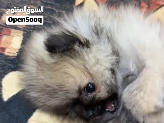 انثى بومرينيان تي كب