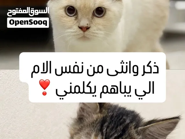 العمر 6 شهور غير مطعمات