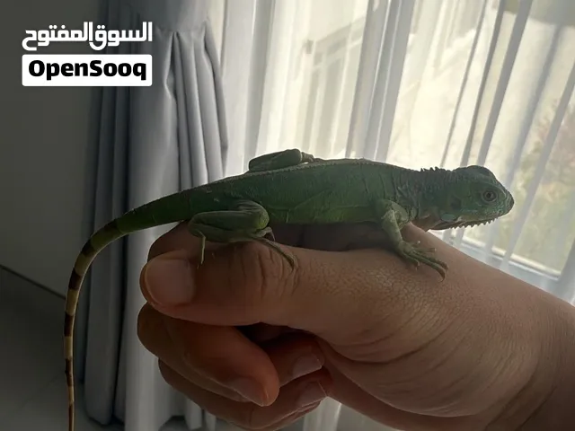 أقوانا العمر 4 شهور
