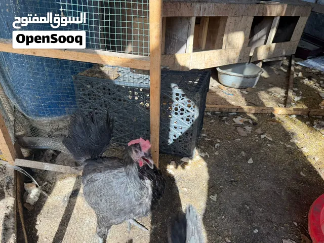 دجاج عرب تخم ديج افرك و 3دجاجات صحه خير من الله 60الف