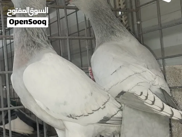 جوز مشامشة مخاليف للبيع