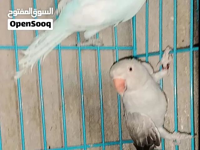 زوج ببغاء دره