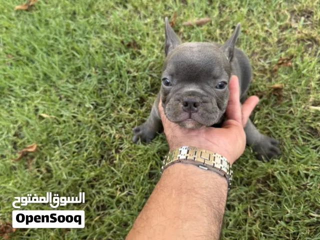 للبيع – فرنش بولدوق (French Bulldog) أنثى