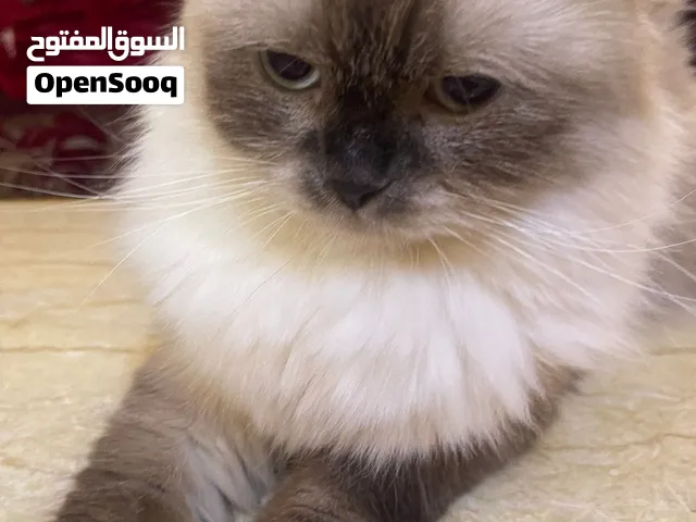 قطط متنوعة لتبنى