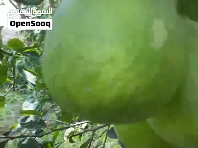 صفرجل عماني للبيع