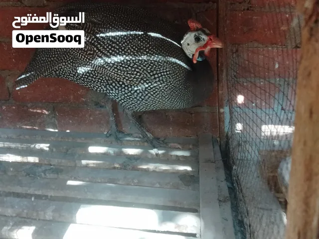 متوفر عندي زيادات براهما بيور للبيع
