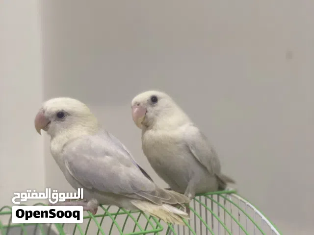 روز شوف الوصف