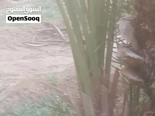 فسليل للبيع