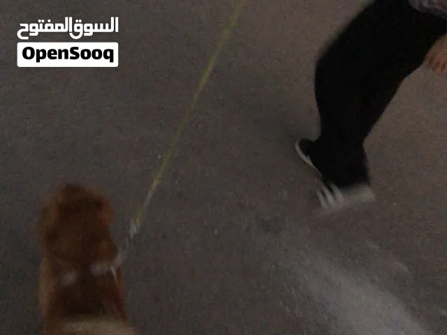 كلب بومرينيان اليف
