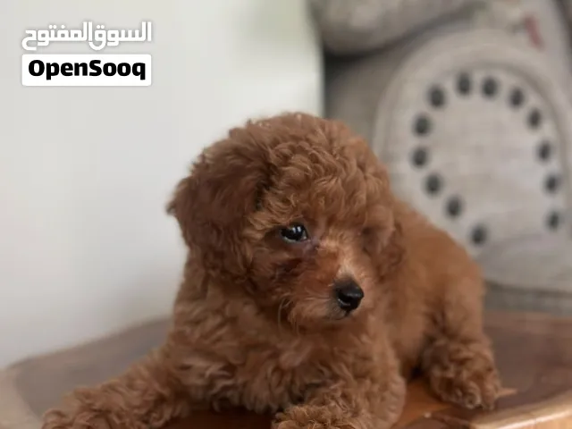 Toy poodle