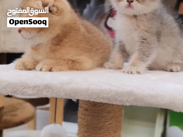 قطط بيور سكوتش فولد  Scottish Fold kittens
