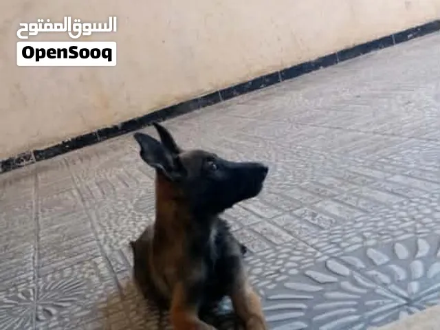 ملينوا لي البيع عمره اتلاته اشهور عندا كوتيب امطعم اي استفسار اعلي الرقم