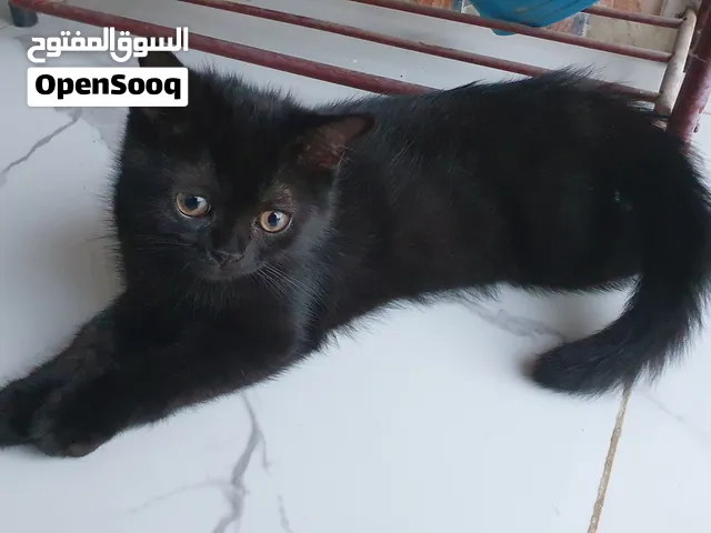 للبيع _قط ذكر بريطاني  العمر شهري ونص