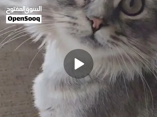 قط سكوتش فولد 5 شهور ونصف