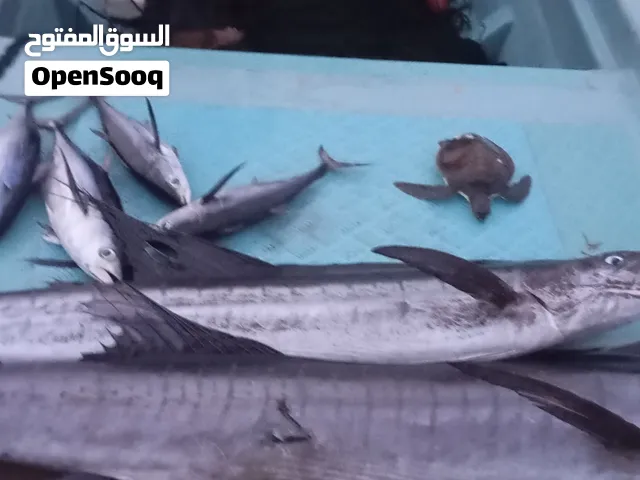 للبيع ليخ خيط 18رغب 12