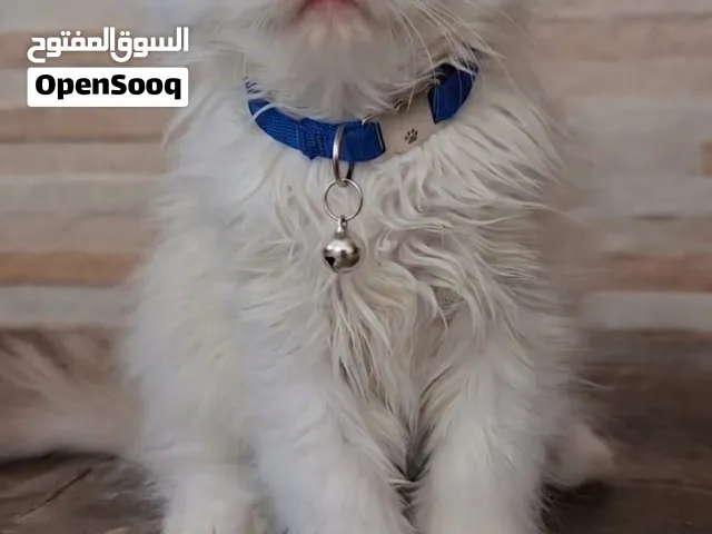 راجدول 50 يوم
