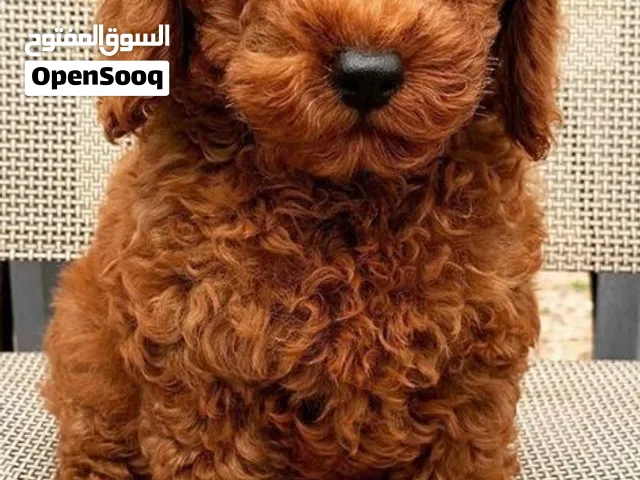 Toy poodle puppies