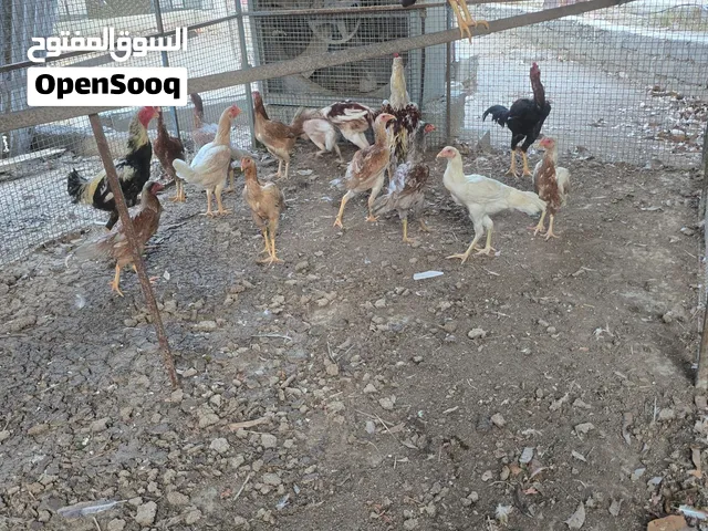 للبيع دجاج باكستاني مكراني (الوصف مهم)