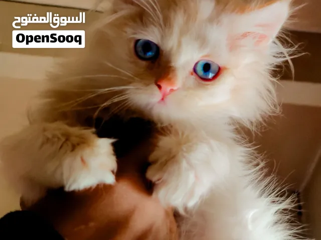 قطط شيرازي ب اسعار مناسبه والوان مختلفه تبدء للاسعار من 10 الف ريال فقط