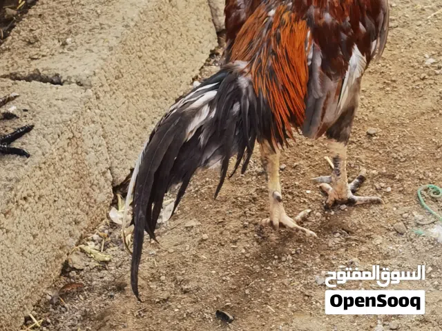 لیبع دیك باکستانی قوی یضارب