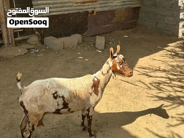 شاه من الحلال الظفاري و تيس من الحلال الجواميد